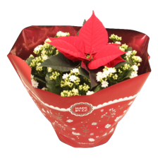 Kalanchoe met kerstster
